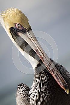 Graphic Close Up Portrait of Pelican in Florida Keys
