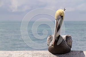 Graphic Close Up Portrait of Pelican in Florida Keys