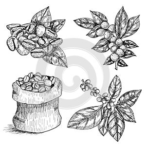 Graphic coffee set isolated on white background. Vector leaves, flowers and beans. Floral decorations