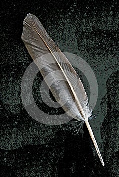 Graphic Design of Feather Details - A close-up shot of a bird feather