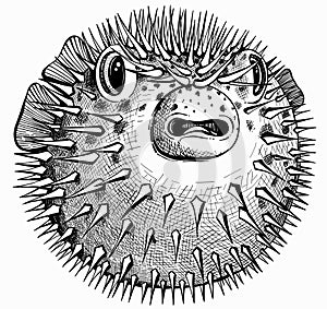 Graphic drawing of a beautiful fish in a circle