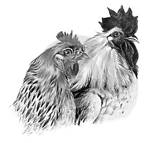 Graphic drawing. Hen and cock on white background