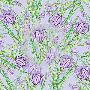 Graphic flowers crocus on blue background.