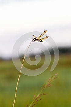 Graphic Flutter Dragonfly, Rhyothemis graphiptera