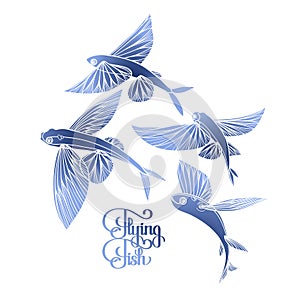 Graphic flying fish collection