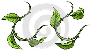 Graphic green rose branch with leaves and thorns