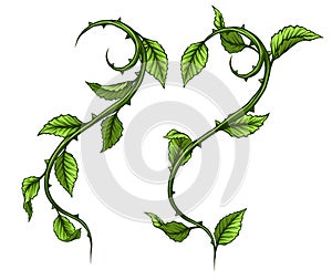 Graphic green rose branch with leaves and thorns