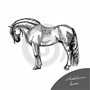 Graphic illustration farm riding and trotting andalusian horse