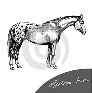 Graphic illustration farm riding and trotting appaloosa horse