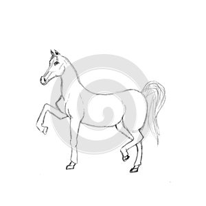 Graphic illustration of horse. Pencil sketch of stallion isolated on white background. Hand drawn artwork. Horse walking