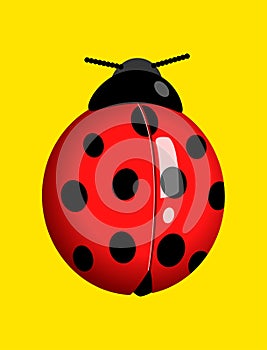 Graphic illustration of a lady bug