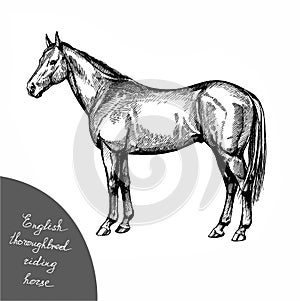 Graphic illustration thoroughbred riding horse, english racehorse