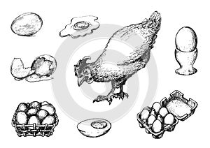 Graphic illustrations of poultry farm goods in vector. Hand drawn set of hennery production in engraving style.
