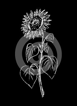 Sunflower in white on a black background