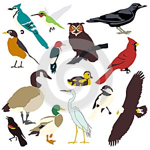 Graphic images of birds