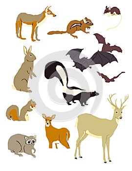 Graphic Images of Mammals