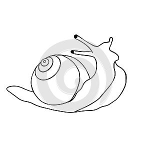 snail slug black lines white background