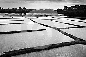 Graphic landscape of salt marshes in Guerande peninsula France. Black and white photography photo