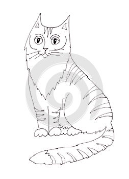 Graphic linear black and white drawing of striped fluffy cat