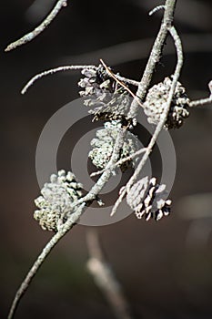 A graphic monochromatic design of brown pine cones on branches with deep soft focus background