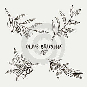 Graphic olive branches set. Vector illustration.