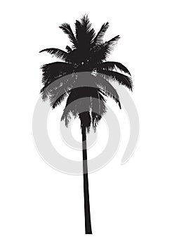Graphic palm tree, vector