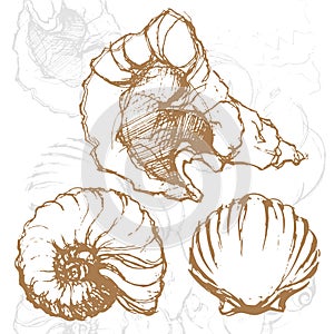 Graphic pencil vector skethes with shells illustra