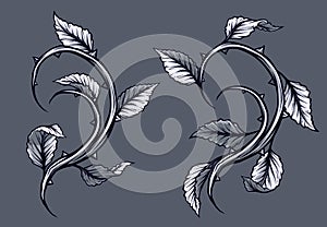 Graphic rose branch with leaves and thorns set