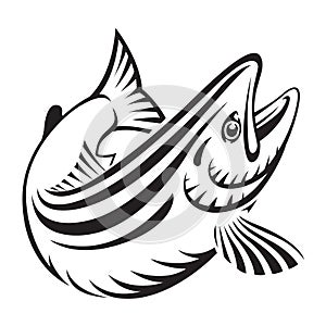 Graphic salmon fish , vector