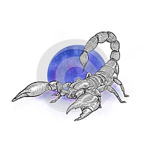 Graphic scorpio with moon on white background photo