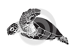 Graphic sea turtle, vector