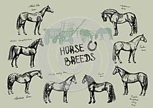 Graphic set farm riding and trotting horses