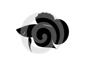 Graphic silhouette betta fish, vector