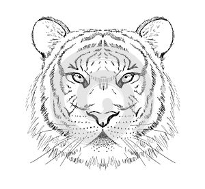 Graphic sketch tiger portrait, front view, hand drawn vector illustration
