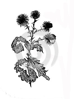Graphic sprawling Thistle drawn in ink