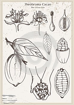Graphic vintage life cycle poster with cacao pod and leaves. Old style poster illustration with liner cocoa branch, beans and