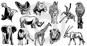 Graphical big collection of animals on white background, vector illustration