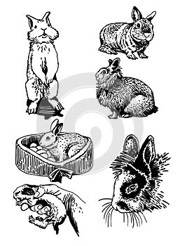 Graphical big set of bunnies isolated on white background, vector elements