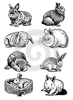 Graphical big set of bunnies isolated on white background, vector elements