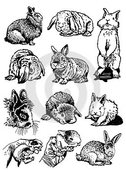 Graphical big set of bunnies isolated on white background, vector elements