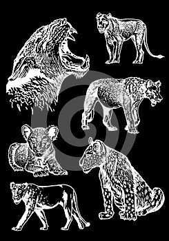 Graphical big set of lions isolated on black background,vector engraved illustration.African animals