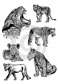 Graphical big set of lions isolated on white background,vector illustration.African animals