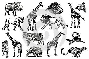 Graphical big set of wild African animals isolated on white, vector illustration.Aquatic and savanna animals
