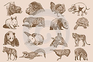 Graphical big vintage set of animals on sepia background,vector illustration. Zoology