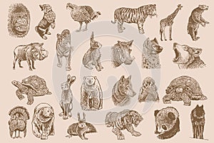 Graphical big vintage set of animals on sepia background,vector illustration. Zoology