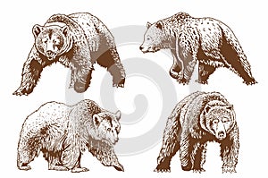 Graphical brown grizzly bears set isolated on white,vector illustration