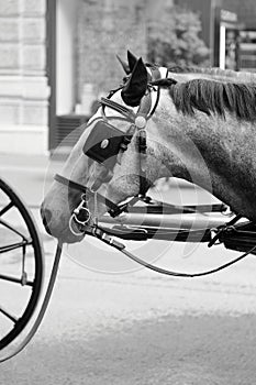 A graphical closeup view of a harnessed in a fiacre fiaker horse drinking water via a hose, Vienna Wien, Austria Ãâsterreich photo