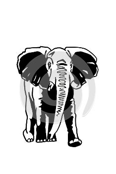Graphical elephant walking on white background, vector illustration