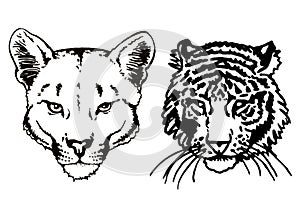Graphical face of tiger ans lioness on white background,vector illustration, tattoo design