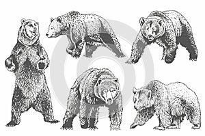 Graphical grey grizzly bears set isolated on white,vector illustration